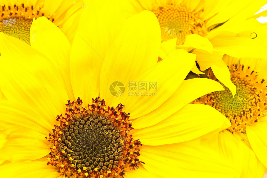 向日向向日葵晴天圆圈植物群植物学种子生长太阳季节花瓣图片