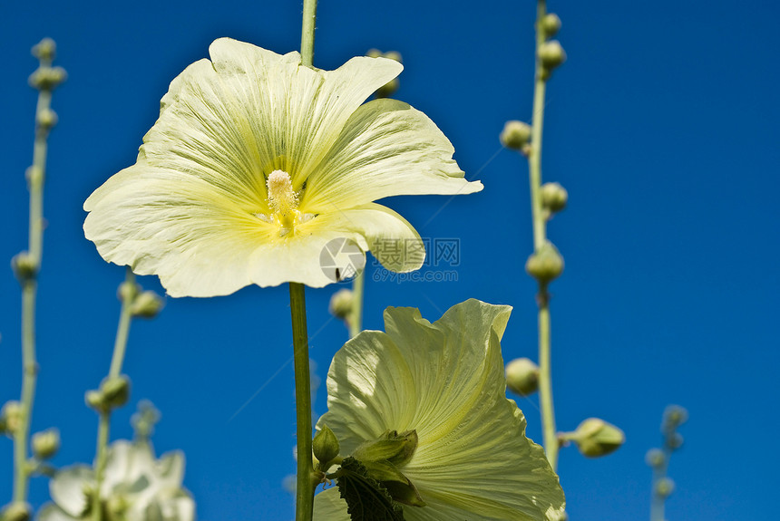 蓝天上的黄麦(麦)花朵图片