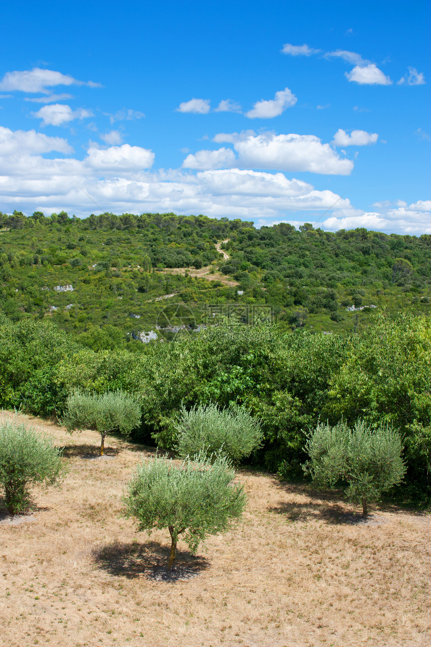 法国南部普罗旺斯的景观树木天蓝色橄榄树季节乡村绿色植被图片