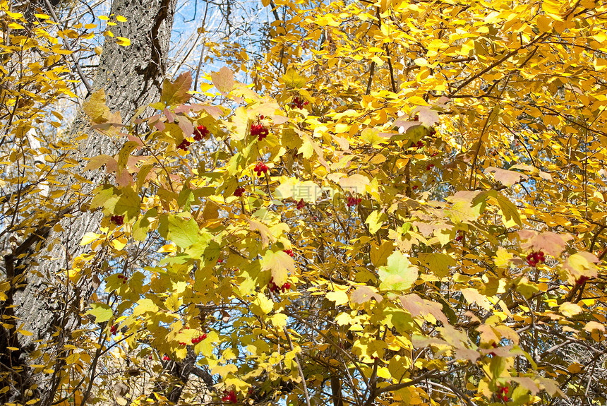 秋树荒野褪色植物群金子植被橙子风景森林地面公园图片