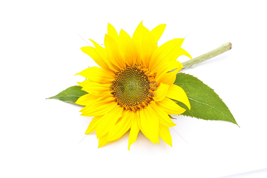 向日向植物群晴天生长花瓣向日葵橙子植物学季节圆圈花园图片