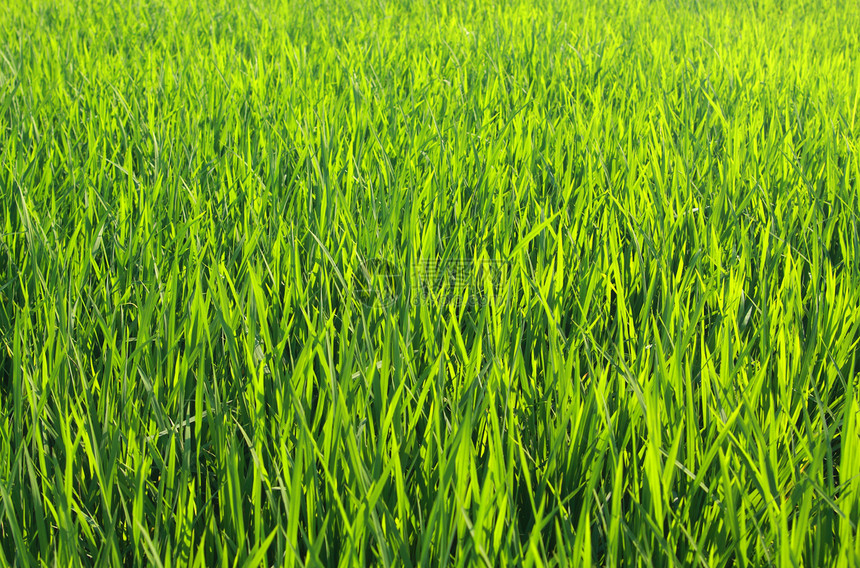 绿草背景叶子生长牧场农业草地稻田植物花园土地美丽图片