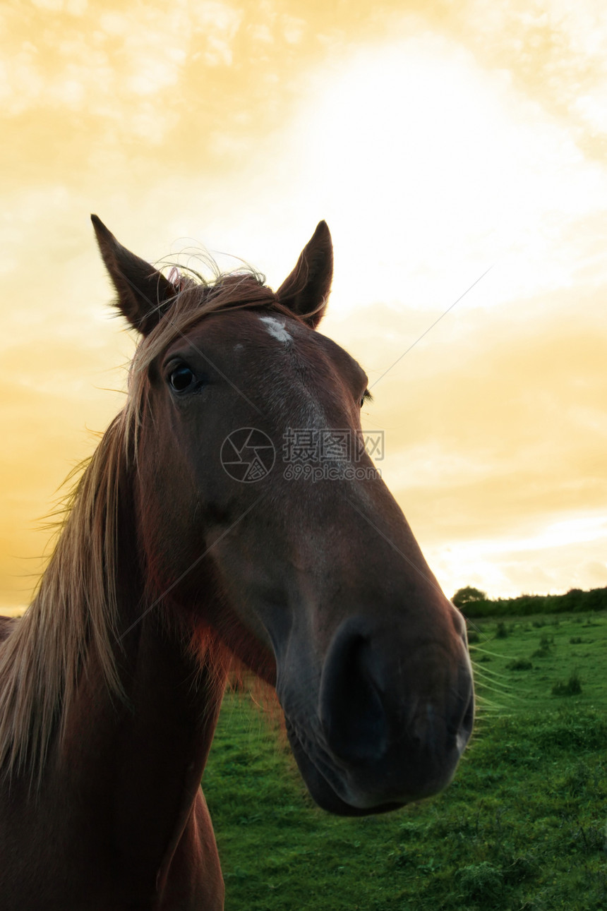 马头的肖像鬃毛耳朵荒野朋友场景姿势农村头发哺乳动物牧场图片