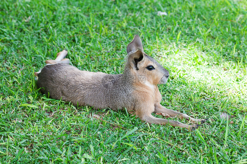 躺在绿草上的巴塔哥尼亚马拉野生动物动物环境旅行野兔移民公园角马马赛喇叭图片