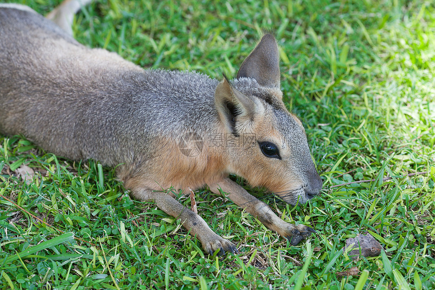 躺在绿草上的巴塔哥尼亚马拉游戏豚鼠大草原旅行野兔喇叭国家角马环境动物群图片