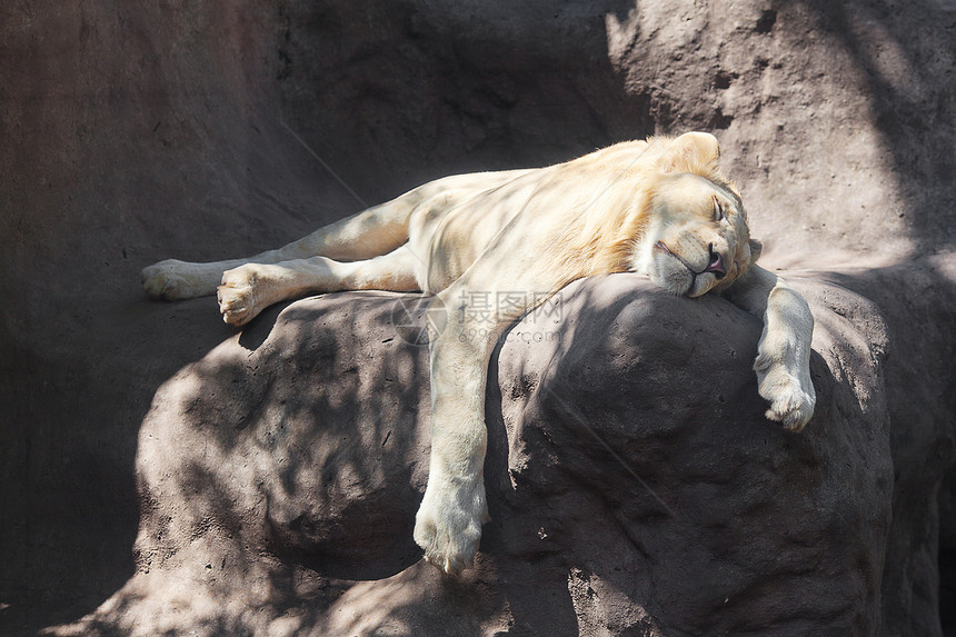 白狮子在动物园的树荫下休息力量危险动物食肉水平棕色黄色鬃毛猫科动物毛皮图片