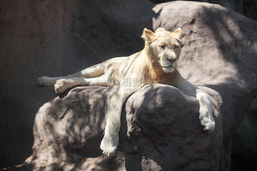 白狮子在动物园的树荫下休息食肉荒野头发力量哺乳动物胡须黄色动物狮子猫科动物图片