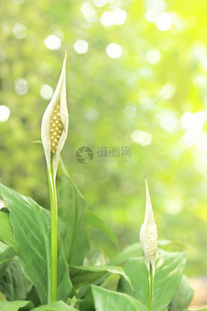 和平百合组织百合热带条纹花瓣植物群花朵生长萼片园艺植物图片