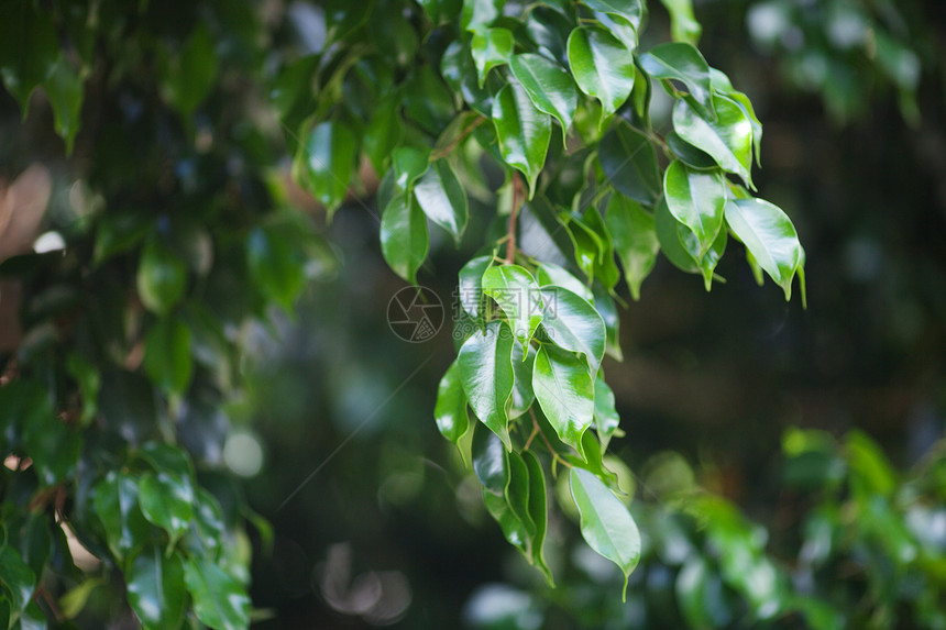 树木背景下的结木枝形生物学绿色叶子气候盆栽森林热带天堂哭泣花园图片