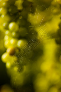 双月收成季节性阳光分支机构水果藤蔓农村叶子晴天黄色背景图片