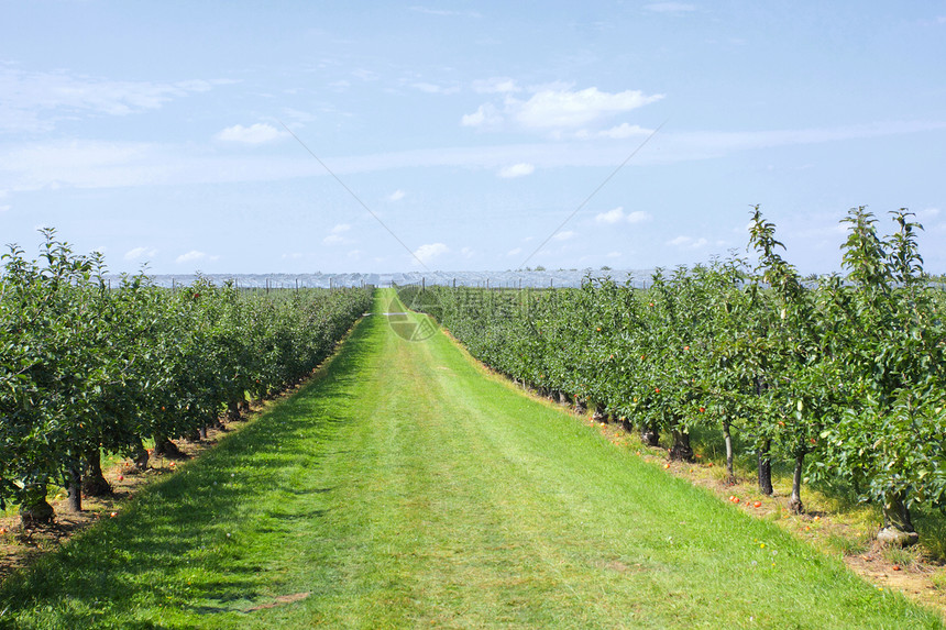 夏天在一个果园里装满苹果的苹果树收成水果树叶树木农场园艺花园生产叶子天空图片