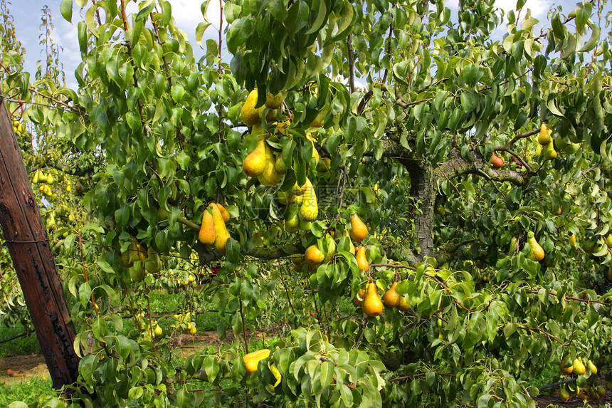 长在太阳下果实中的梨树 上面有水果园艺场地叶子季节树叶果园蓝色场景生长天空图片
