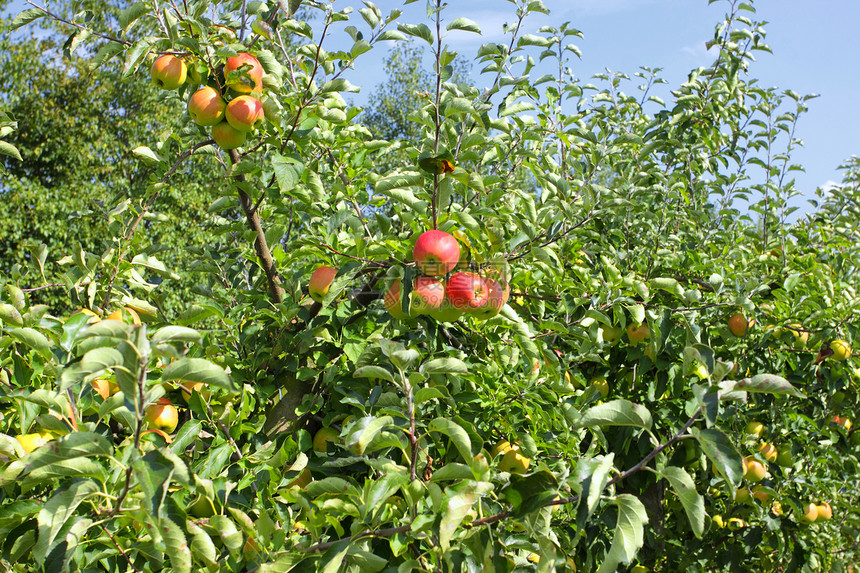 夏天在一个果园里装满苹果的苹果树园艺场地农场树木生产水果季节叶子花园天空图片