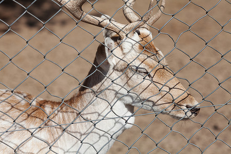 在动物园坐牢的鹿背景图片