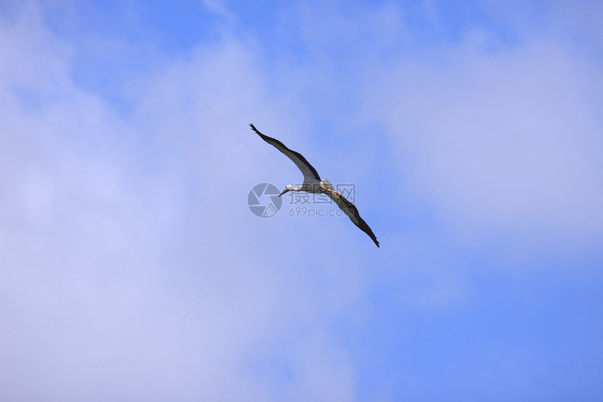 在蓝天空中飞翔天空孩子海洋飞行生活翅膀迁移诗歌团体自由图片