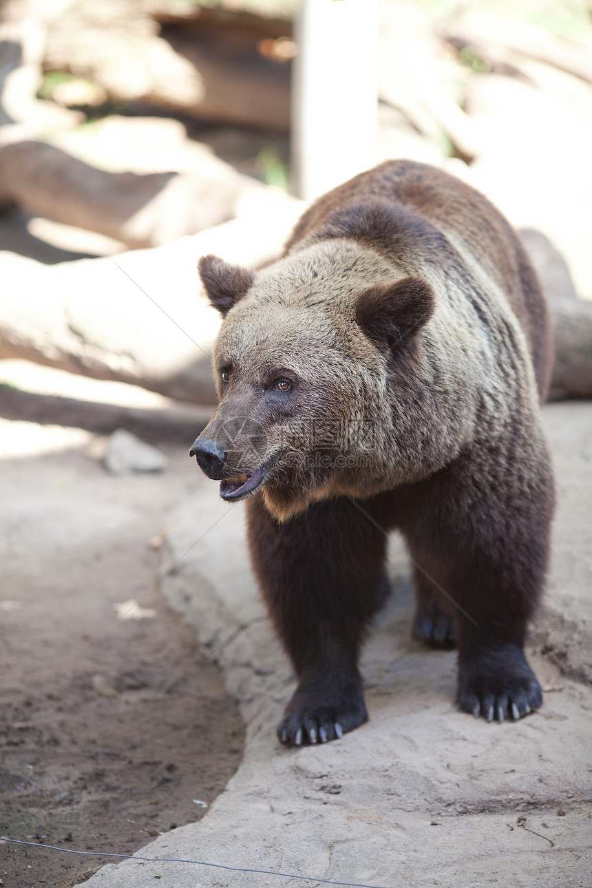 棕熊在动物园的开放笼子里鼻子公园摄影毛皮动物荒野领土森林爪子哺乳动物图片