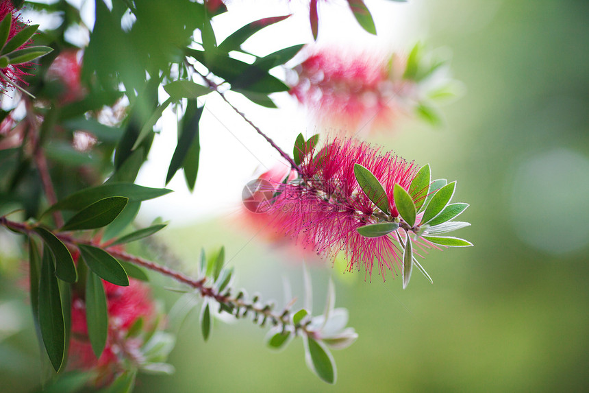 绿树上的粉红花绿色水平树叶花园装饰品娘科植物群花朵桃金红色图片