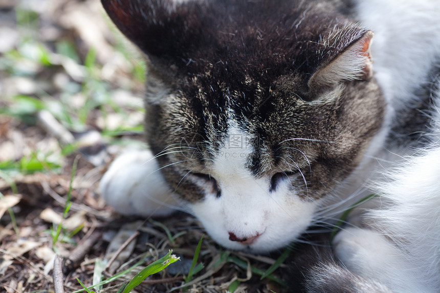 露天街头猫肖像猫咪绿色毛皮草地动物晴天猫科灰色小猫宠物图片