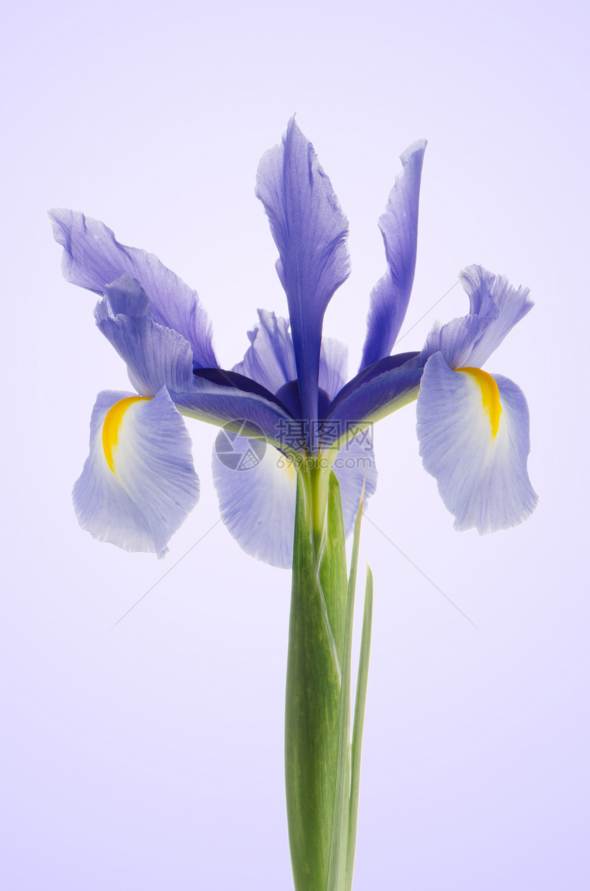 紫丽花季节紫色荒野公园美丽树叶黄色植物百合异国图片