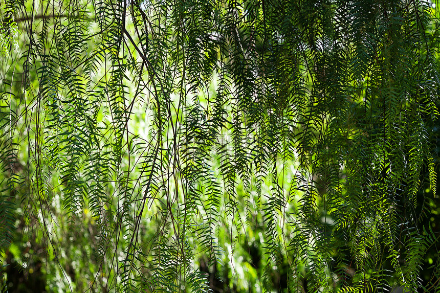 阳光下绿树的枝叶蕨类雨林戏剧性木头辐射叶子绿色美丽晴天荒野图片