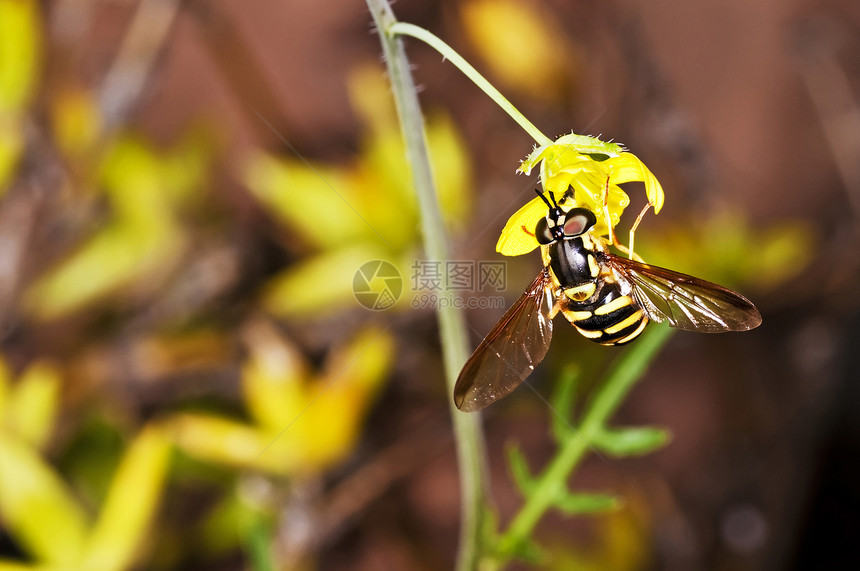 浮蝇 梅拉霍帕 斯佩克生物花粉黄色宏观野生动物荒野动物规格昆虫眼睛图片