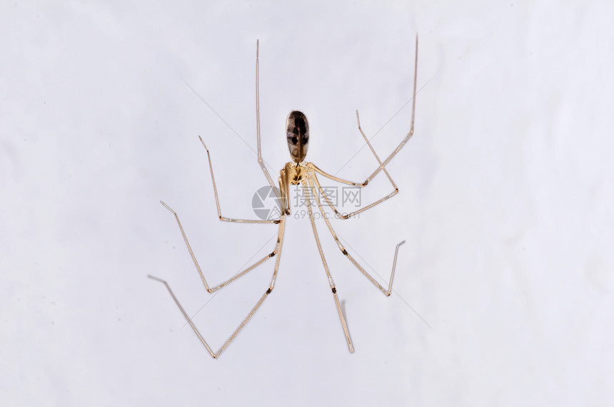 长腿爸爸蜘蛛动物群身体宏观野生动物动物正面棕色白色收割者图片
