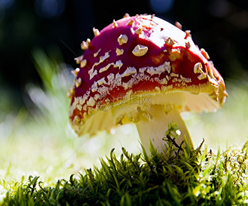 蘑菇红色苔藓木头生长白色季节性颜色毒蝇森林栖息地图片