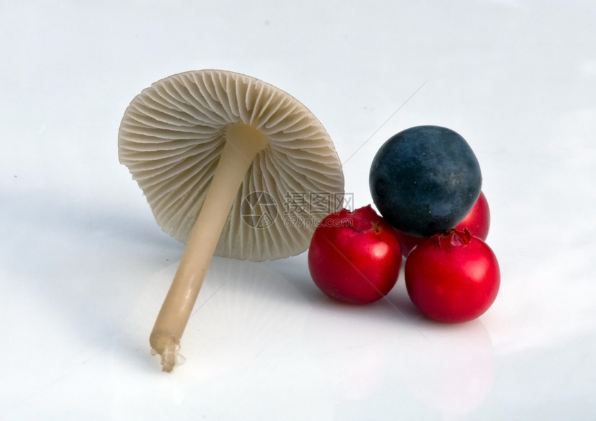 蘑菇 红莓和蓝莓图片