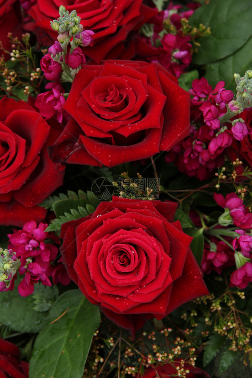 红花和粉红新娘花植物群花朵绿色花店婚礼粉色植物学花束婚姻花瓣图片