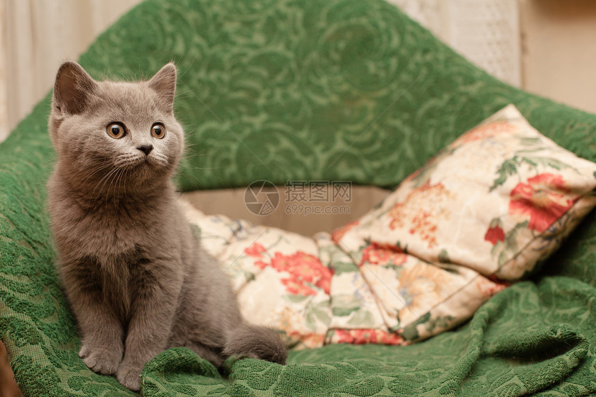 灰小猫兴趣红色动物头发食肉枕头扶手椅毛皮绿色宠物图片