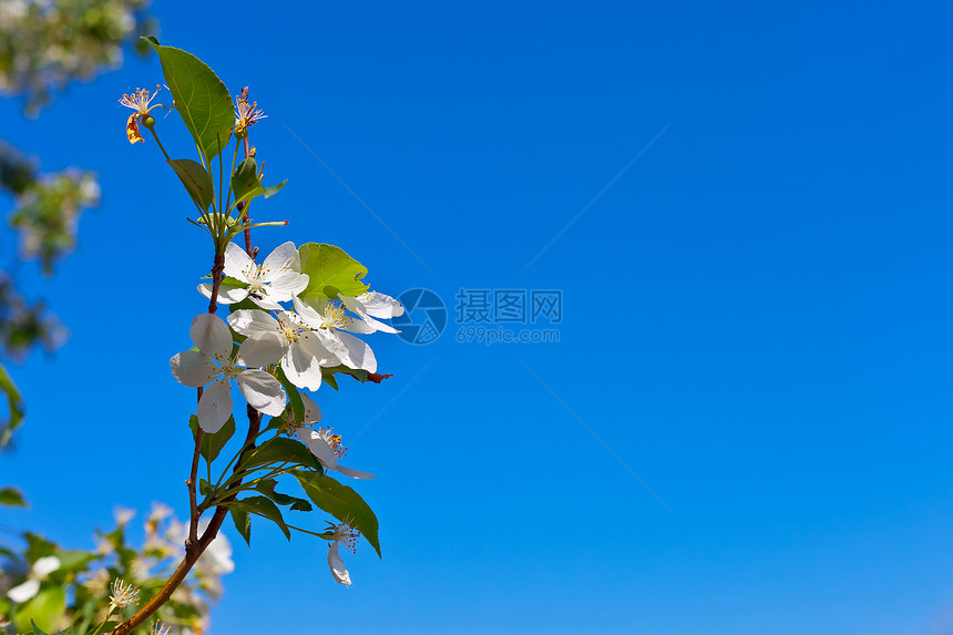 浅蓝色背景苹果花的图片照片蓝色生活花瓣植物群雌蕊宏观季节植物果园园艺图片