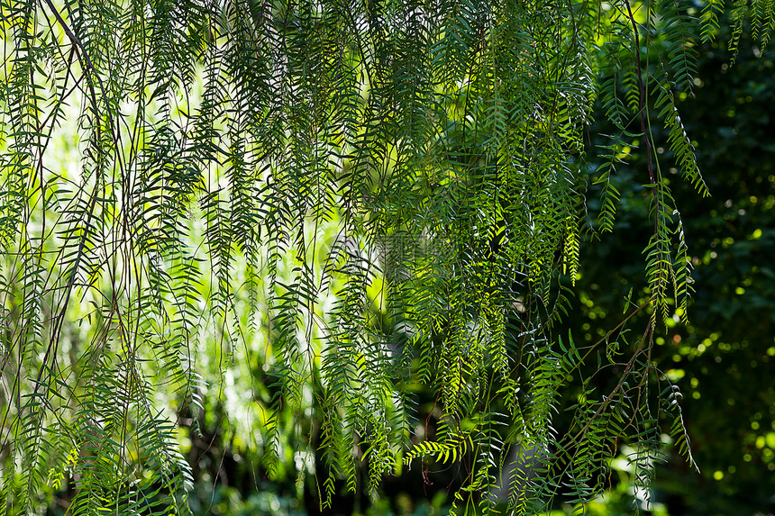 阳光下绿树的枝叶绿色戏剧性美丽薄雾射线蕨类叶子雨林晴天辐射图片