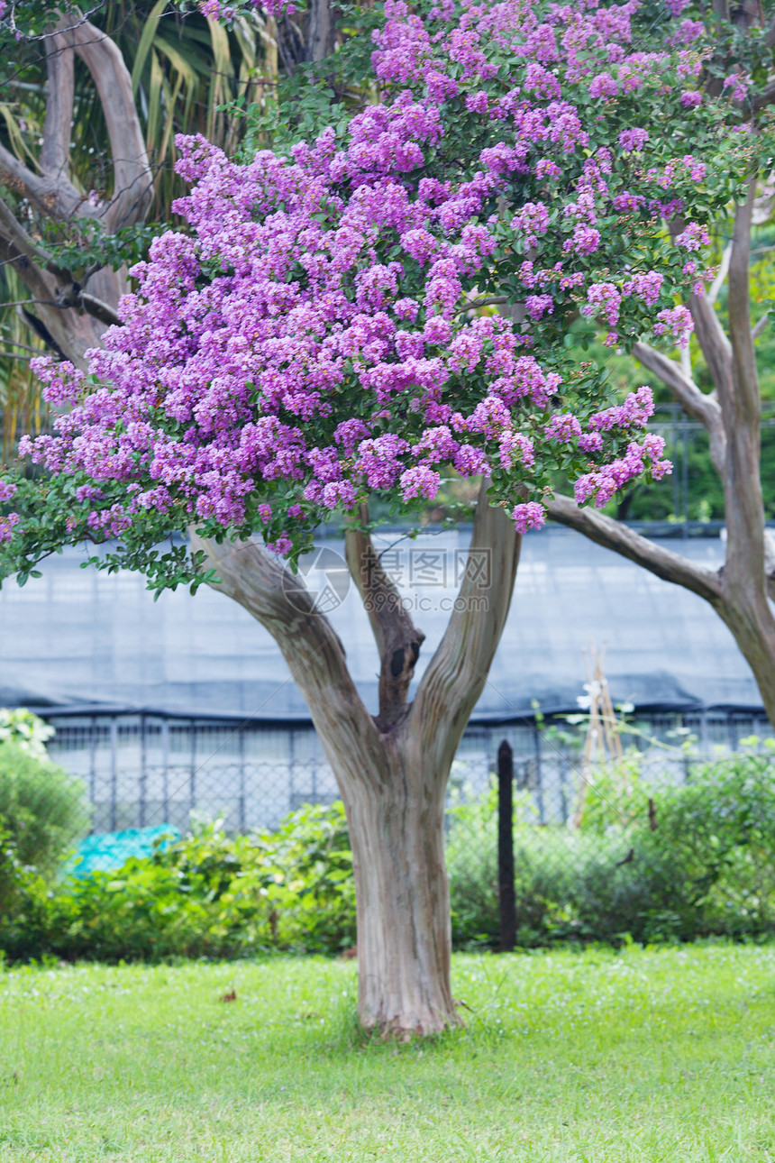 绿树 公园里有紫花白色绿色花园生长生活环境木头孤独植物学绿色植物图片