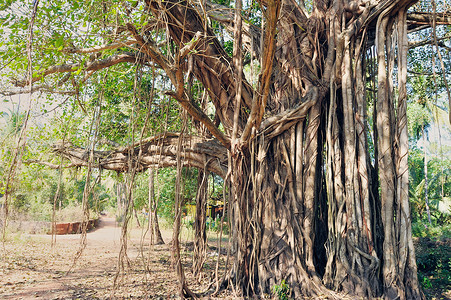 印度榕树巨大夏天高清图片