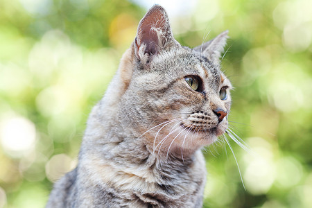 户外一条条纹猫的肖像毛皮草地绿色宠物晴天小猫动物场地灰色猫科背景图片