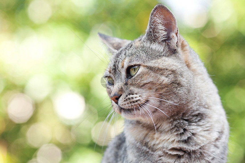 户外一条条纹猫的肖像动物毛皮灰色绿色草地猫咪宠物场地小猫晴天图片