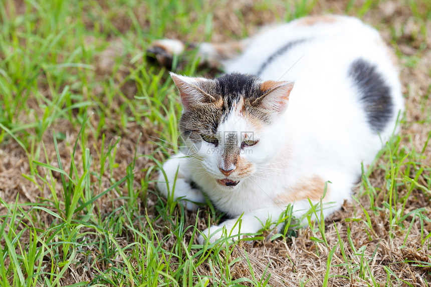 露天街头猫肖像动物宠物草地猫咪晴天绿色毛皮猫科灰色场地图片