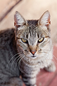 户外一条条纹猫的肖像猫科猫咪毛皮动物绿色晴天场地小猫灰色草地背景图片