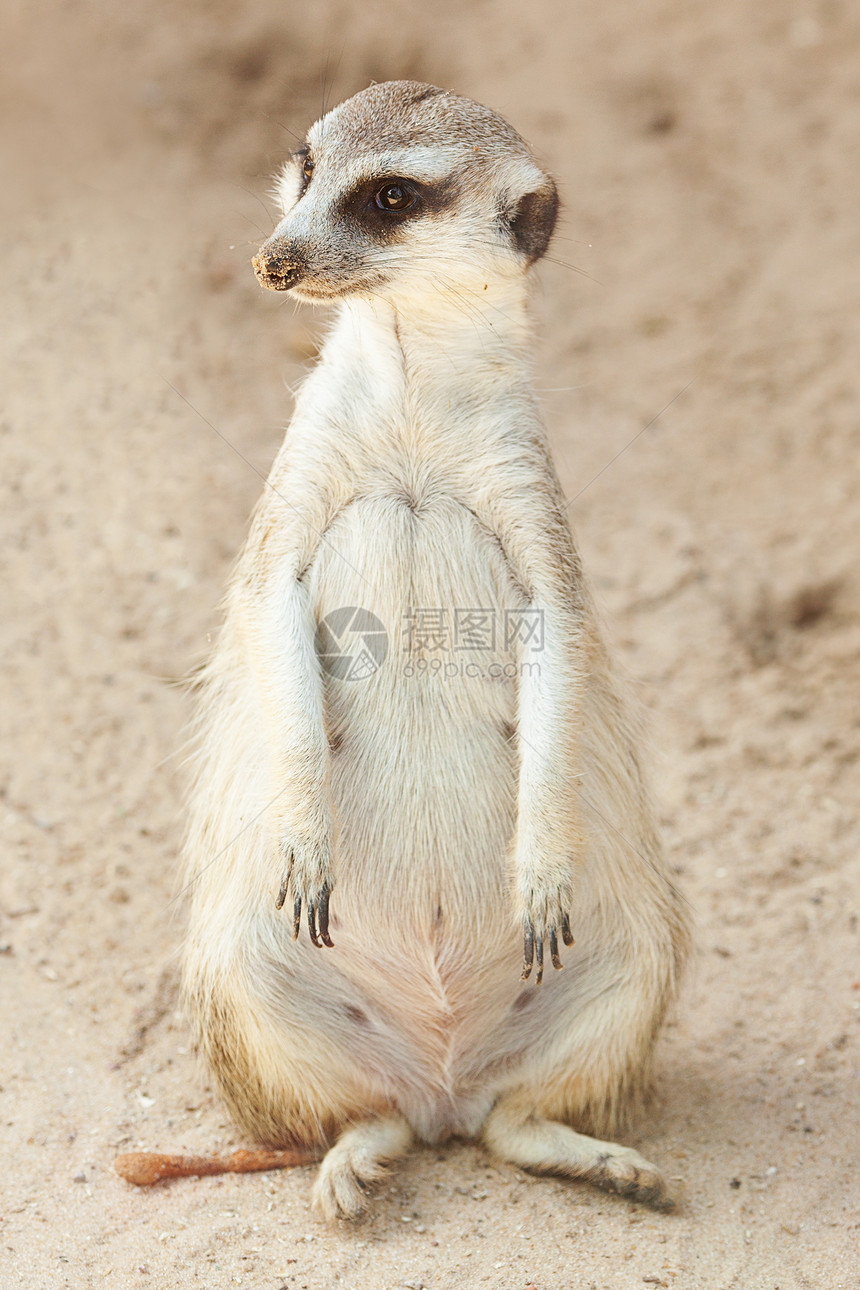动物园一幅美丽的瑟丽卡塔肖像冒充男性生态警报动物母亲地球鼻子食肉沙漠图片