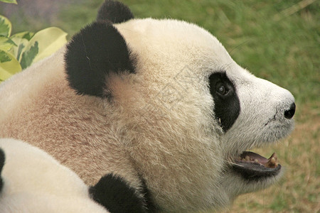 大型熊熊大熊中国梅兰诺莱乌卡岛 中国熊猫哺乳动物大熊猫动物黑色黑色素背景图片