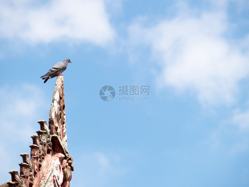 教堂的鸽子图片