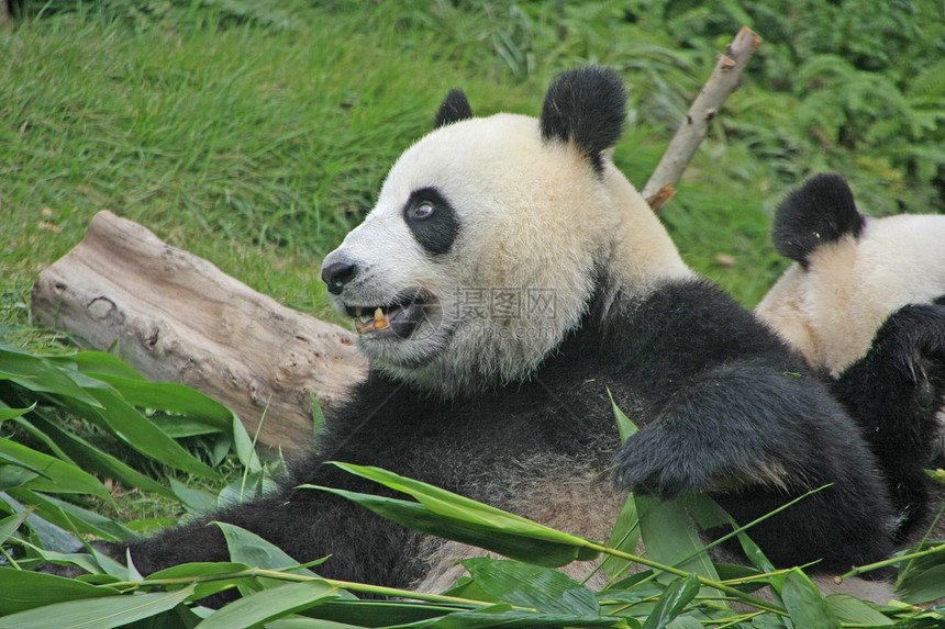 大型熊熊大熊中国梅兰诺莱乌卡岛 中国树叶竹子熊猫绿色黑色素动物黑色叶子哺乳动物大熊猫图片