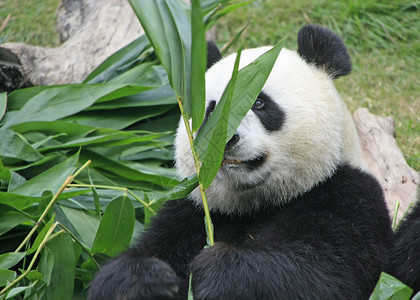 乌莱宁大型熊熊大熊中国梅兰诺莱乌卡岛 中国熊猫黑色大熊猫动物竹子叶子哺乳动物黑色素树叶绿色背景