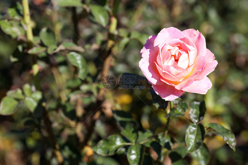园圃中美丽的玫瑰的本色红色水平脆弱性花园绿色叶子宏观框架摄影订婚图片