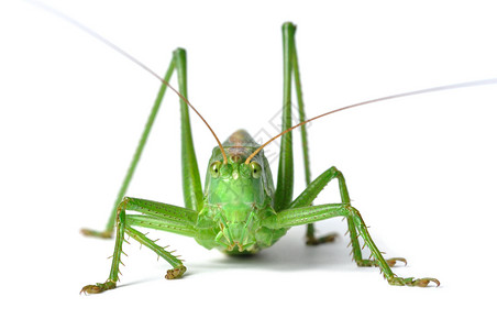 捉蟋蟀蚂蚱蟋蟀女性丛林绿色昆虫宏观成人背景
