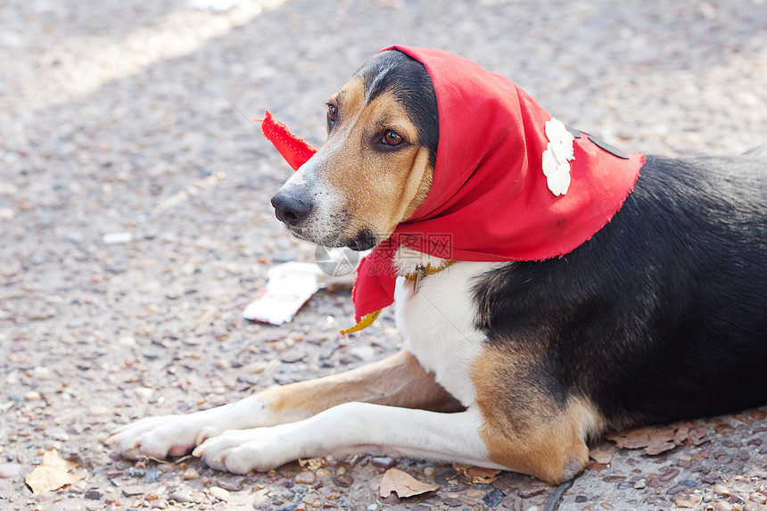 披着围巾的狗躺在地上猎犬犬类庇护所红色动物衣领宠物哺乳动物朋友白色图片