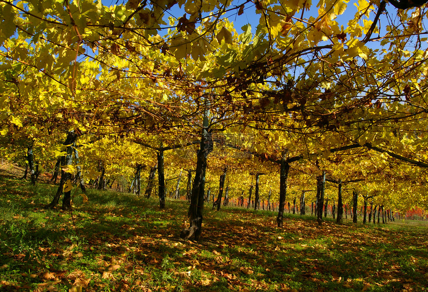 秋天的葡萄园栽培农业叶子植物天空绿色黄色图片