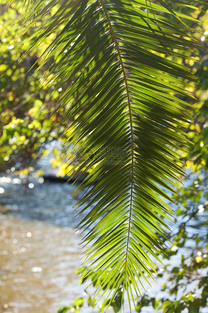 阳光照耀的椰枣树叶树干蓝色天气热带木头荒野池塘季节气候天空图片