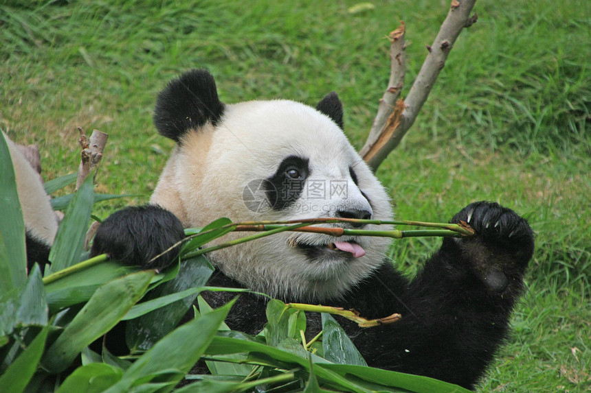 大型熊熊大熊中国梅兰诺莱乌卡岛 中国黑色素竹子绿色动物树叶大熊猫叶子哺乳动物熊猫黑色图片