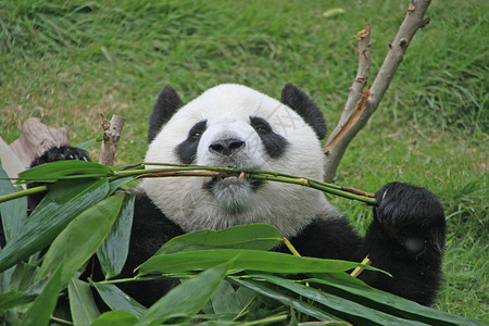 熊猫卡基亚洲黑色的高清图片